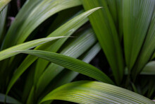 Tropical Rainforest Frond Leaf Background In Jungle