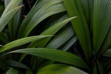 Jungle Tropical Rainforest Frond Leaf Background 