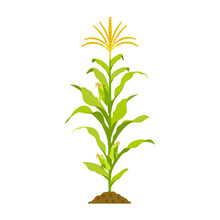 Growing Corn With Stalk And Cobs Isolated On White. Vector Illustration Of Cereal Crop With Leaves.