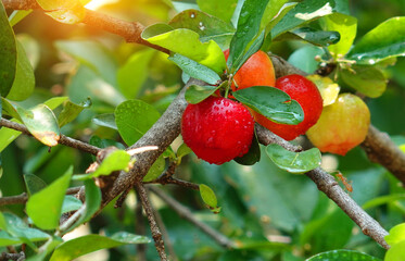 Fresh organic acerola cherries Thai fruit or acerola cherry on a tree with water droplets.