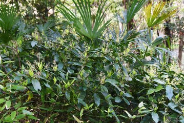 Wall Mural - Japanese laurel (Aucuba japonica) flowers. Dioecious Aucubaceae evergreen shade shrub.