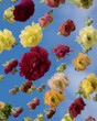 © Milou Dirks - Abstract still life pattern of ranunculus flowers on mirror reflecting the blue sky