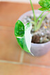 Closeup to Leaf of Alocasia Okinawa Silver  in the pot   