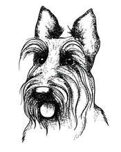 Vector Hand Drawn Portrait Of Scottish Terrier. Scotties Doggy Silhouette. Ink Line Art. Headshot Of Terrier Dog