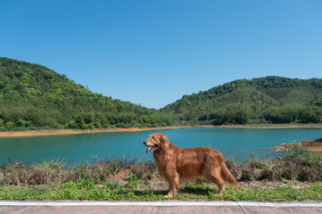 Wall Mural - Golden Retriever standing by the lake