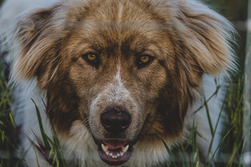 Sticker - portrait of a dog