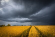 © stone36 - June wheat field under summer dark stormy sky with clouds. Wheat ears, ripening on a field.