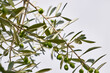 Oliven, Olivenbau, mediterran, Pflanze, Detail