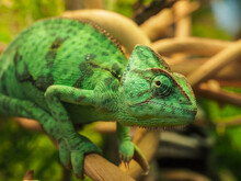 Chameleon Close-up. Beautiful Reptile Chameleon With Bright Skin On A Branch In Natural Habitat. Exotic Tropical Animals.