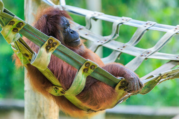 orangutans or pongo pygmaeus is the only asian great found on the island of Borneo and Sumatra