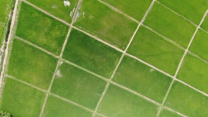 green rice fields