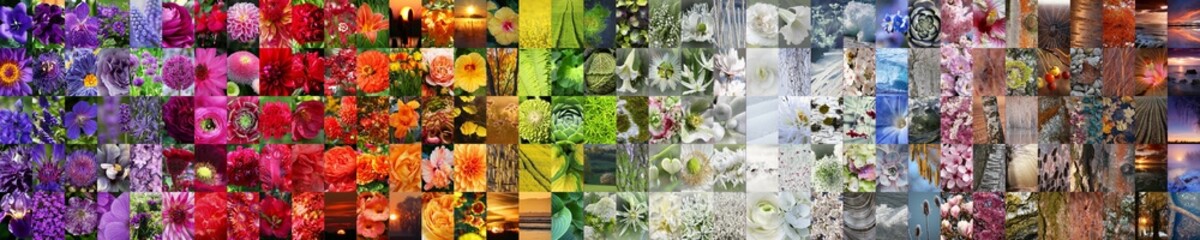 Wall Mural - Beautiful panorama collage collection of different colours plants and flowers of the nature in a rainbow order as a display banner.	