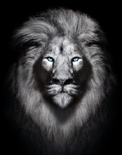 White Lion With Blue Eyes Portrait , Wildlife Animal Isolated	
