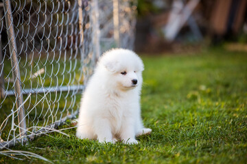  Funny Samoyed puppy on the green grass