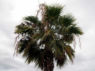 Canvas Print - Palm over a Cloudy Sky