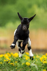Wall Mural - Little funny baby goat jumping in the field with flowers. Farm animals.