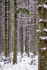 Canvas Print - Perdu dans la forêt enneigée