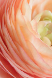Pink ranunculus flower close up, ranunculus petals