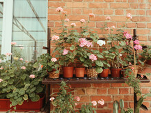 Red And Pink Roses In Flower Pots On The Balcony Of Waters With Vine Branches. Grain Effect