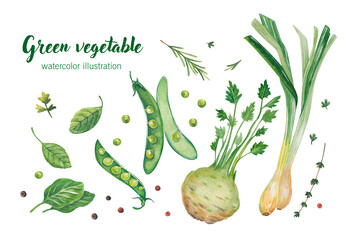 A watercolor set of vegetables with celery root, green peas, green onions, parsley leaves and basil is suitable for illustrating a book, magazine or magazine article.