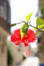 Red Hibiscus Flower With Green Leaves On Unfocused Street Background. Mediterranean Plant With Big Flower Outside On Greek Town. Minimalist Urban Cityscape With Blossom