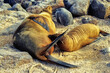 Seelöwenmutter säugt Jungtier, Galápagos