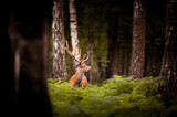 Fototapeta Las - Whitetail Deer Buck standing in a russian woods