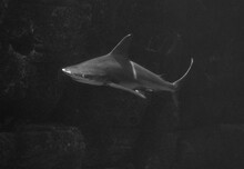 Sand Tiger Shark, Seemingly Floating In The Air But Really Swimming In A Dark Aquarium. 