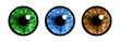Eye Set - Vector Illustration