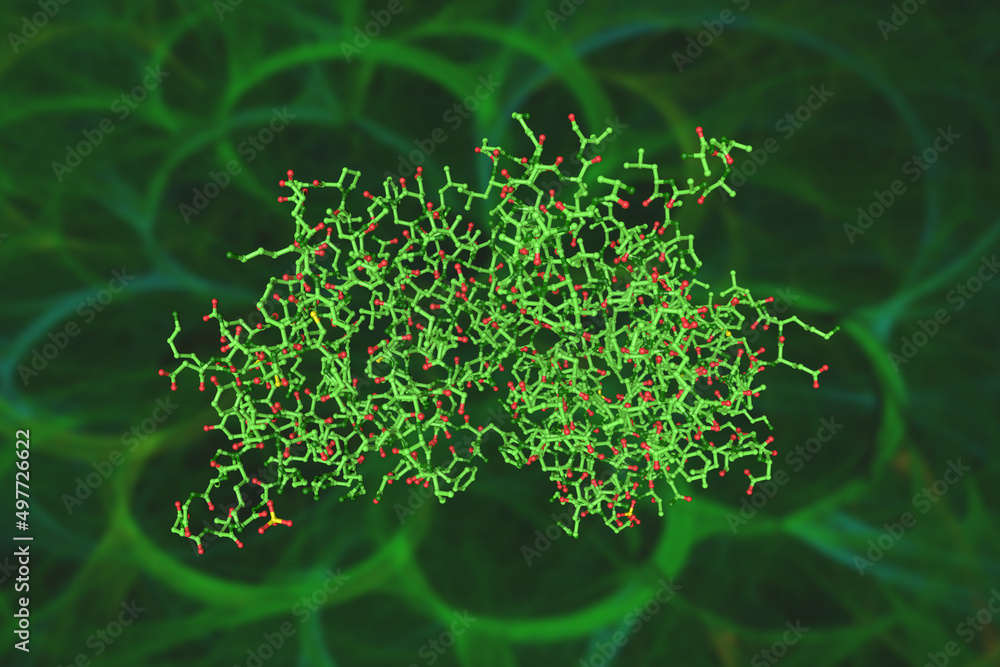 Fibroblast Model Molecular model of human fibroblast growth factor 20 dimer on green ...
