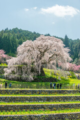 Sticker - Full blooming of three hundred year old cherry tree in Uda city, Nara, Japan