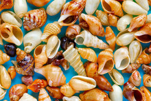 Flat Lay Wallpaper Background Image Of Coastal Seashells On A Blue Background