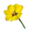 Yellow opened tulip on a white background. Watercolor.