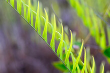 The Pointed Leaf Fern Is A Group Of Natural Habitats.