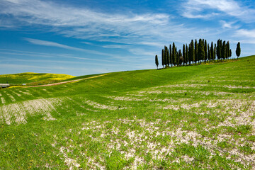 Tipico paesaggio toscano in periodo primaverile 