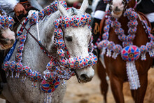 Cavallo Bianco Con Tutte Le Bardature In Occasione Di Una Festa Tradizionale Del Paese