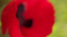 Macro Poppy Flower Head. Close-up Soft Focus Nature Vertical Video