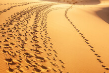 Impronte Umane Lasciate In Un Aduna Di Sabbia Nel Deserto 