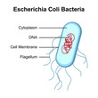 Escherichia Coli Bacteria Structure. Vector Illustration.