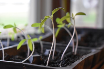 Canvas Print - Plant Seedlings