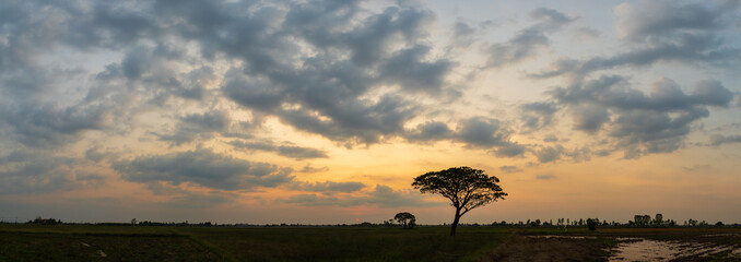 Wall Mural - Panorama of sunset atmosphere sky with shadows of trees. Shadow trees with sunset.