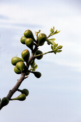 Wall Mural - de jeunes figues