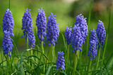 Fototapeta Las - Bloom o the Violet Grape hyacinth (Muscari) flowers in the spring season.