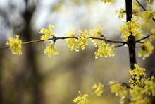 Yellow Flowering Tree In Spring Texture