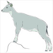 Illustration of Goral. It is another rare wild animal species.