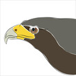 Illustration of Eagle. It is another rare wild animal species.