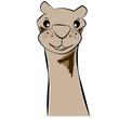 Illustration of camel. Arabian camel has a single hump.