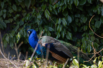 The peacock rattles its wheel feathers. As soon as the hen approaches, he turns his back on her, only to turn around again and show the wheel.