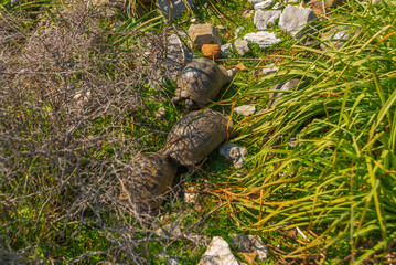 Wall Mural - KAUNOS, DALYAN, TURKEY: Five turtles in the grass in the ancient city of Kaunos.