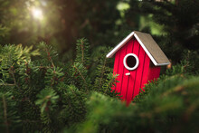Red Wooden Birdhouse In Dense Pine Branches - Birds Nest